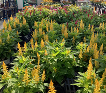 Load image into Gallery viewer, Fall Planter Workshop- September 14th @6pm