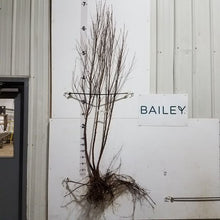 Load image into Gallery viewer, Birch, River Clump 6' Bare Root