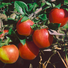 Load image into Gallery viewer, Apple, Honeycrisp (Mid-Late Season) Bare Root