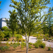 Load image into Gallery viewer, Birch, River Clump 6' Bare Root