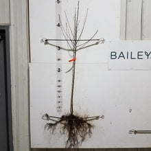Load image into Gallery viewer, Apple, Honeycrisp (Mid-Late Season) Bare Root