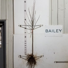 Load image into Gallery viewer, Apple, State Fair Semi Dwarf 9/16 Bare Root