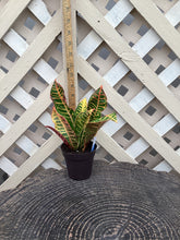Load image into Gallery viewer, Assorted 3.5” Housplant
