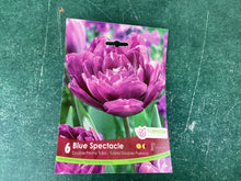 Load image into Gallery viewer, Double Peony Tulip “Blue Spectacle”
