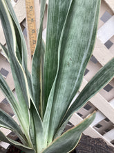 Load image into Gallery viewer, Sansevierra “Whitney Snake Plant”

