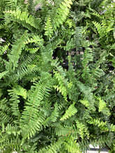 Load image into Gallery viewer, Queen Fern “Kimberley Queen”
