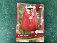 Load image into Gallery viewer, Fringed Tulip “New Santa”
