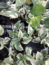 Load image into Gallery viewer, Pothos “Pearls and Jade”
