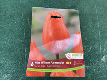 Load image into Gallery viewer, Triumph Tulip “Prins Willem Alexander”

