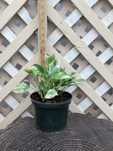 Load image into Gallery viewer, Pothos “Pearls and Jade”
