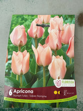 Load image into Gallery viewer, Apricona-Triumph Tulips
