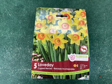 Load image into Gallery viewer, Cupped Narcissi Loveday

