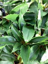 Load image into Gallery viewer, Chlorophytum “Mandarin Orange”
