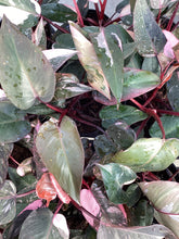 Load image into Gallery viewer, Philodendron “Pink Princess”
