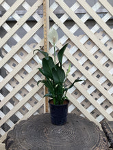 Load image into Gallery viewer, Spathiphyllum “Romano” Peace Lily
