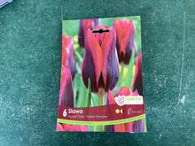 Load image into Gallery viewer, Triumph Tulips “Slawa”
