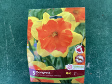 Load image into Gallery viewer, Split Corona Narcissus Congress
