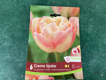 Load image into Gallery viewer, Double Peony Tulip “Crème Upstar”
