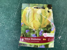 Load image into Gallery viewer, Parrot Tulip Yellow Madonna
