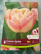 Load image into Gallery viewer, Creme Upstar-Double Peony Tulips
