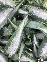 Load image into Gallery viewer, Dieffenbachia “Panther”
