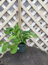Load image into Gallery viewer, Pothos “Neon”
