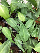 Load image into Gallery viewer, Monstera “Burle Marx Flame”

