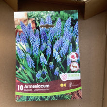 Load image into Gallery viewer, Armeniacum-Hyacinth
