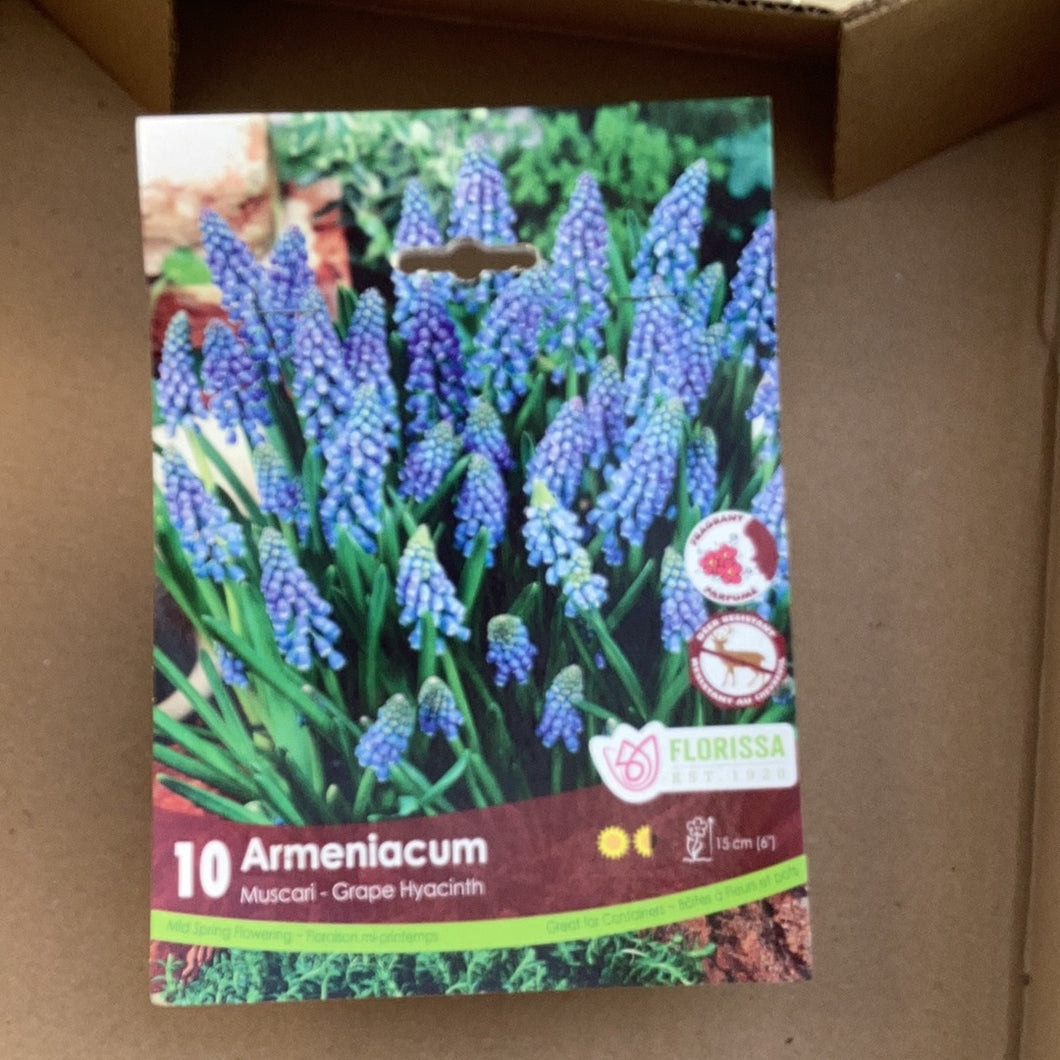 Armeniacum-Hyacinth