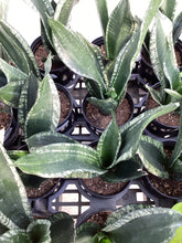 Load image into Gallery viewer, Sansevieria trifasciata “Whitney”
