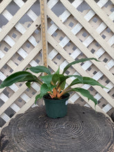 Load image into Gallery viewer, Chlorophytum “Mandarin Orange”
