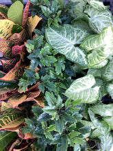 Load image into Gallery viewer, Assorted 3.5” Housplant
