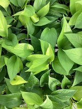 Load image into Gallery viewer, Pothos “Neon”
