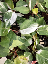 Load image into Gallery viewer, Philodendron “White Knight”
