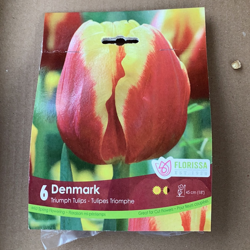 Tulip Denmark