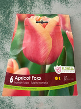 Load image into Gallery viewer, Apricot Foxx-Triumph Tulips
