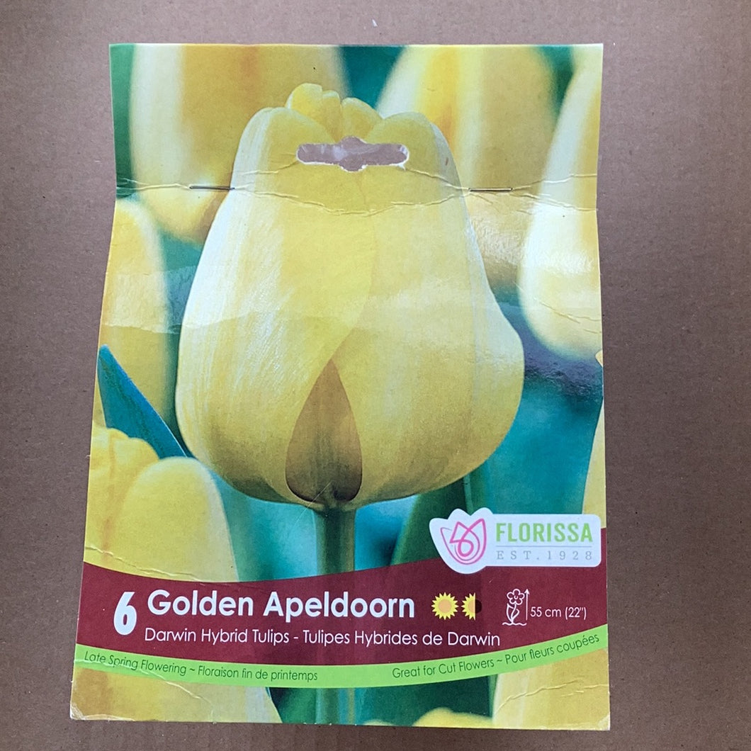Tulip Golden Apeldoorn