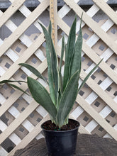 Load image into Gallery viewer, Sansevierra “Whitney Snake Plant”
