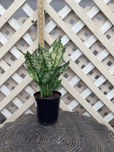 Load image into Gallery viewer, Aglaonema “Thai Snowflakes”
