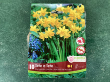 Load image into Gallery viewer, Rockgarden Narcissi Tete a Tete
