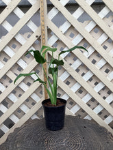 Load image into Gallery viewer, Monstera “Burle Marx Flame”
