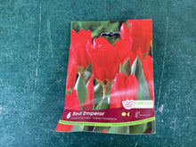 Load image into Gallery viewer, Fosteriana Tulip “Red Emperor”
