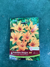 Load image into Gallery viewer, Botanical Tulips Praestans Shogun
