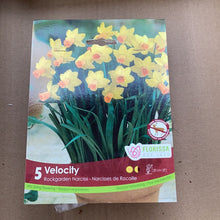 Load image into Gallery viewer, Narcissi Rockgarden- Velocity
