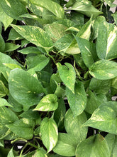 Load image into Gallery viewer, Golden Pothos
