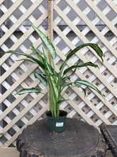 Load image into Gallery viewer, Dieffenbachia “Panther”
