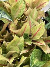 Load image into Gallery viewer, Aglaonema Golden Flourite
