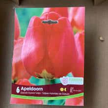 Load image into Gallery viewer, Tulip Apeldoorn
