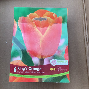 Tulip Kings Orange