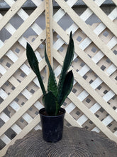 Load image into Gallery viewer, Sansevieria trifasciata “Whitney”
